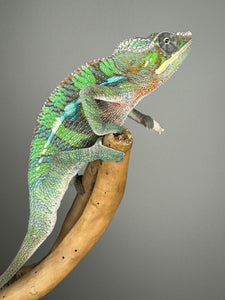 AMBILOBE Male Panther Chameleon: (E7)