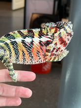 Load image into Gallery viewer, AMBILOBE Panther Chameleon: WC Hawkeye x Nugget (C11)
