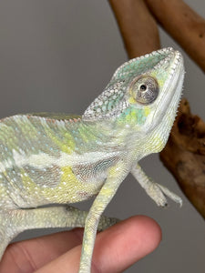 SAMBAVA Panther Chameleon: (E23)