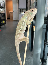 Load image into Gallery viewer, AMBILOBE Panther Chameleon: Sam x Georgia (P9)
