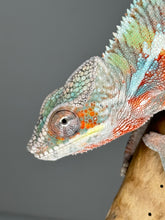 Load image into Gallery viewer, AMBILOBE Panther Chameleon male: (E7)
