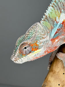 AMBILOBE Panther Chameleon male: (E7)