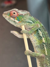 Load image into Gallery viewer, AMBILOBE Panther Chameleon: Magnus x Skittles (R3)
