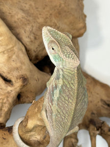 AMBILOBE Panther Chameleon male:(E15)