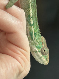 Ambilobe male panther chameleon: Flash x Opal (S3)