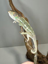 Load image into Gallery viewer, SURPRISE! Panther Chameleon: (E32)
