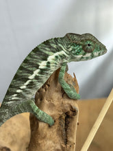 Load image into Gallery viewer, Ambilobe Panther Chameleon: Jimmy Walker x Dianne (R5)
