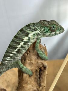 Ambilobe Panther Chameleon: Jimmy Walker x Dianne (R5)