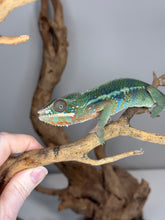 Load image into Gallery viewer, AMBILOBE Panther Chameleon: (J3)

