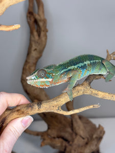 AMBILOBE Panther Chameleon: (J3)