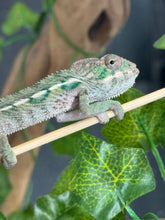 Load image into Gallery viewer, AMBILOBE Panther Chameleon: Magnus x Emma (Q5)
