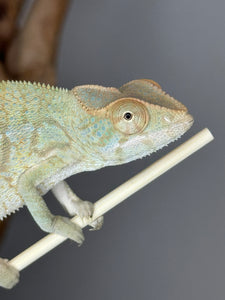 NOSY BE FEMALE Panther Chameleon: Neptune x Marina 🚺 (S6)