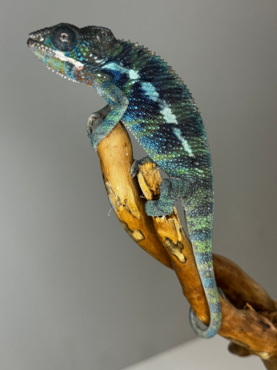 AMBILOBE Male Panther Chameleon: (E31) – FramsChams Panther Chameleons