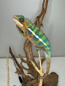 AMILOBE Panther Chameleon: (E16)