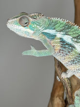 Load image into Gallery viewer, AMBILOBE Panther Chameleon: (E23)
