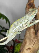 Load image into Gallery viewer, AMBANJA FEMALE Panther Chameleon: Neon Nights x Tango (S20)
