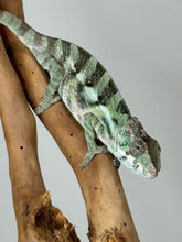 Load image into Gallery viewer, SAMBAVA Panther Chameleon: (E31)
