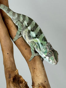 SAMBAVA Panther Chameleon: (E31)