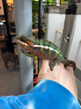 Load image into Gallery viewer, AMILOBE Panther Chameleon: (E16)
