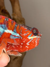 Load image into Gallery viewer, AMBILOBE Panther Chameleon: (E16)
