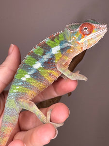 AMILOBE Panther Chameleon: (E32)