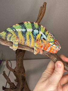 AMBILOBE Panther Chameleon: (J4)