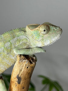 AMBANJA FEMALE Panther Chameleon: Neon Nights x Tango (S18)