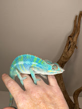 Load image into Gallery viewer, Ambilobe Panther Chameleon (E20)
