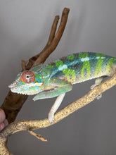 Load image into Gallery viewer, AMILOBE Panther Chameleon: (E32)
