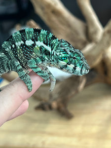 SURPRISE male: (R2)