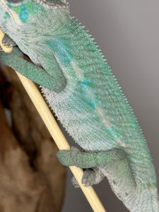 AMBILOBE Male Panther Chameleon: (E24)