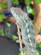 Load image into Gallery viewer, AMBILOBE Panther Chameleon: Frank x Sandy (I8)
