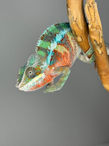 AMBILOBE Panther Chameleon male: (E7)