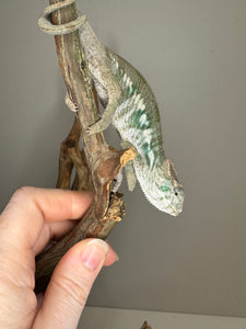 AMBILOBE Panther Chameleon: (E12)