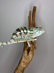 Sambava Male: Marley x Mabel (E11)