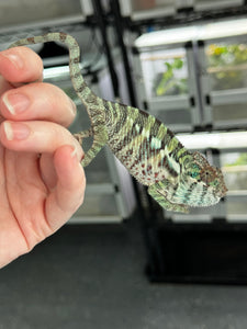 ANKILOBE Panther Chameleon: Ankify x Ambilobe (Q4)