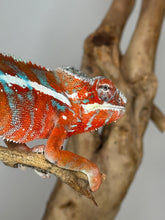 Load image into Gallery viewer, AMILOBE Panther Chameleon: (J7)
