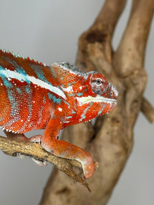 AMILOBE Panther Chameleon: (J7)