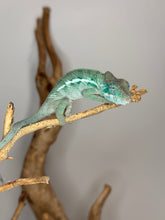 Load image into Gallery viewer, AMBANJA Panther Chameleon: (E4)

