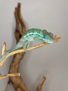 AMBANJA Panther Chameleon: (E4)