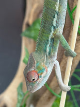 Load image into Gallery viewer, AMBILOBE Panther Chameleon: Magnus x Skittles (E16)
