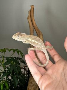 AMBILOBE male panther chameleon: Flash x Opal (R5)