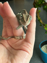 Load image into Gallery viewer, AMBILOBE Panther Chameleon: Frank x Sandy (E11)
