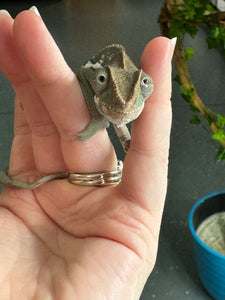 AMBILOBE Panther Chameleon: Frank x Sandy (E11)