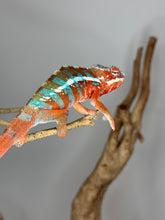 Load image into Gallery viewer, AMILOBE Panther Chameleon: (J7)
