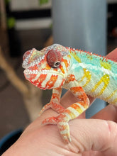 Load image into Gallery viewer, AMBILOBE Panther Chameleon: (C1)
