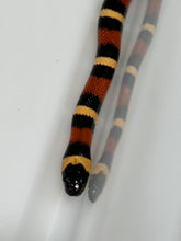 Load image into Gallery viewer, Apricot Pueblan Milk Snake- (MS2)
