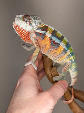 Load image into Gallery viewer, AMBILOBE Panther Chameleon: (J3)
