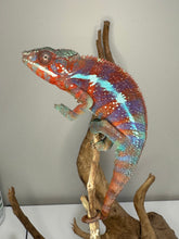 Load image into Gallery viewer, AMBANJA Panther Chameleon: (E23)
