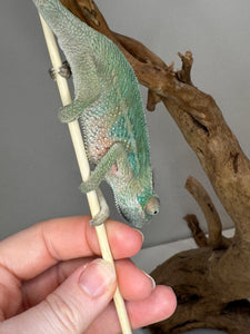 AMBILOBE Panther Chameleon: (E7)